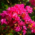 Lilas des indes 'petite orchide' (lagerstroemia indica)