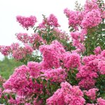 Lilas des indes rose / pot de 7, 5l