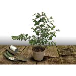 Lilas des indes violet / pot de 4l