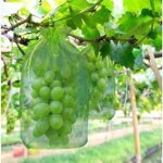 Lot de 100 sacs de protection pour grappes de raisin, taille : 30 x 20 cm, couleur : vert, avec cordon ...