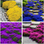 Lot de 10000 graines de thym multicolore ? plante vivace ornementale et aromatique, id�ale pour culture ...