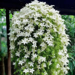 Lot de 400 graines de jasmin � fleurs pendantes ? plante aromatique pour jardin, balcon et espaces ext�rieurs ...