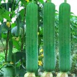 Luffa ? 4 sachets graines de l�gumes 15 graines par sachet pour plantation jardin et balcon