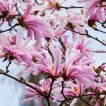 P�pini�res naudet ? magnolia �toil� 'rosea' ? arbuste caduc ? fleurs roses �toil�es au printemps ? hauteur ...