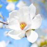 P�pini�res naudet ? magnolia de soulange 'alba superba' ? arbuste caduc � fleurs blanches ? hauteur � ...