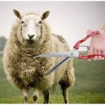 Manuelle de mouton, tondeuses � laine de ch�vre et de mouton, ciseaux de cisaillement � main en acier ...