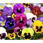 M�lange graines de fleurs pens�e ? plantation facile pour massifs, pots et bordures (200 graines)