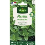 Menthe marocaine vilmorin