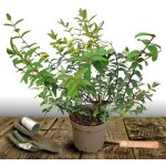 Millepertuis hidcote, hypericum / pot de 7, 5l