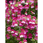 Miroir des elfes 'sunsatia plus berry delight' mini - motte � 3 / 4 cm, livr� en plant vert de 5 � 10 ...