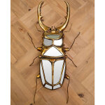 Chehoma - miroir scarabe  pinces 43x5x22cm