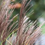Miscanthus, roseau de chine morning light / pot de 3l Miscanthus, roseau de chine morning light / pot de 3l