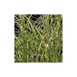 Miscanthus, roseau de chine variegatus / pot de 3l Miscanthus, roseau de chine variegatus / pot de 3l
