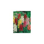 Muflier super geant - 0. 5 g - graines de fleurs