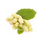 P�pini�res naudet ? m�rier blanc ? arbre fruitier caduc 15 - 40 cm ? exposition soleil ? croissance rapide ...