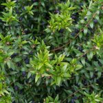 P�pini�res naudet ? myrte commun arbuste 1m ? feuillage persistant ? fleurs blanches odorantes de juin ...