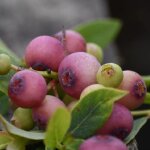 Myrtille pink lemonade / pot de 5l