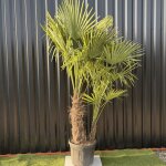 Palmier trachycarpus fortunei multi troncs, h. 180 cm pot 45 litres