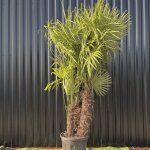 Palmier trachycarpus fortunei multi troncs, h. 250 cm pot 90 litres