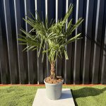 Palmier trachycarpus fortunei tronc de 15 / 20 cm, h. 100 cm pot 15 litres