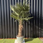 Palmier trachycarpus fortunei tronc de 50 / 60 cm, h. 180 cm pot 35 litres