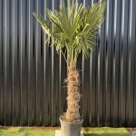 Palmier trachycarpus fortunei tronc de 80 / 100 cm, h. 220 cm pot 55 litres