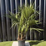 Palmier washingtonia robusta multitroncs hauteur. 140 cm pot 10 litres