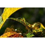 Papier peint panoramique nature vert et jaune tapisserie panoramique feuilles pour salle de bain papier ...