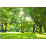 Papier peint soleil arbres nature prairie d�coration murale ? 150 x 105 cm wallarena