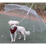Parapluie laisse pour chien abri pluie imperméable transparent chiens secs Parapluie laisse pour chien abri pluie imperméable transparent chiens secs