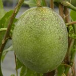 Passiflore edulis / godet