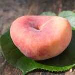 P�cher saturne� 'bailou' ? arbre fruitier autofertile ? hauteur � maturit� moyenne ? fleurs roses au ...