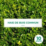Pépinières naudet - 10 buis commun (buxus sempervirens) - haie de buis commun Pépinières naudet - 10 buis commun (buxus sempervirens) - haie de buis commun