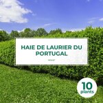 10 laurier du portugal (prunus lusitanica) - haie de laurier du portugal