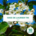 Pépinières naudet - 10 laurier tin (viburnum tinus) - haie de laurier tin Pépinières naudet - 10 laurier tin (viburnum tinus) - haie de laurier tin