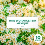10 oranger du mexique (choisya ternata) - haie de oranger du mexique