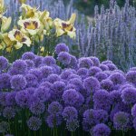 P�pini�res naudet ? ail d'ornement 'millenium' ? plante vivace fleurie ? hauteur � maturit� 31 - 60 cm ...