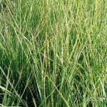 3 calamagrostides 'avalanche'