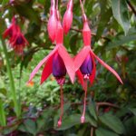 P�pini�res naudet ? lot de 3 fuchsias 'riccartonii' ? hauteur 90cm ? fleurs color�es pour massifs ? plante ...