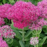 P�pini�res naudet ? 3 orpins remarquable 'brilliant' ? plante vivace fleurie ? hauteur � maturit� 31 ...