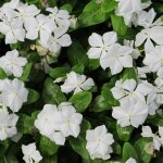 3 petites pervenches 'alba' (vinca minor 'alba')