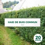Ppinires naudet - 20 buis commun (buxus sempervirens) - haie de buis commun