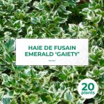 20 fusains emerald 'gaiety' (euonymus fortunei 'gaeity') - haie fusain gaiety