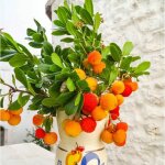 Ppinires naudet - arbousier ou arbre aux fraises (arbutus unedo)
