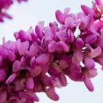 Arbre de jude (cercis silliquastrum)