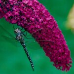 P�pini�res naudet - arbre aux papillons 'royal red' (buddleja davidii 'royal red')