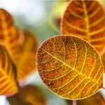 Arbre  perruques (cotinus coggygria)