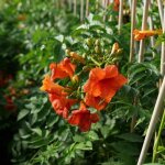 Bignone 'madame galen' (campsis 'madame galen')