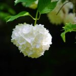 Boule de neige 'roseum' (viburnum opulus 'roseum')