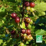 Ppinires naudet - caseille 'anita' bio (ribes nigrum x r. divaricatum 'anita')